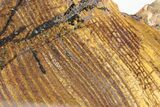 Polished Strelley Pool Stromatolite Slab - Billion Years Old #234850-1